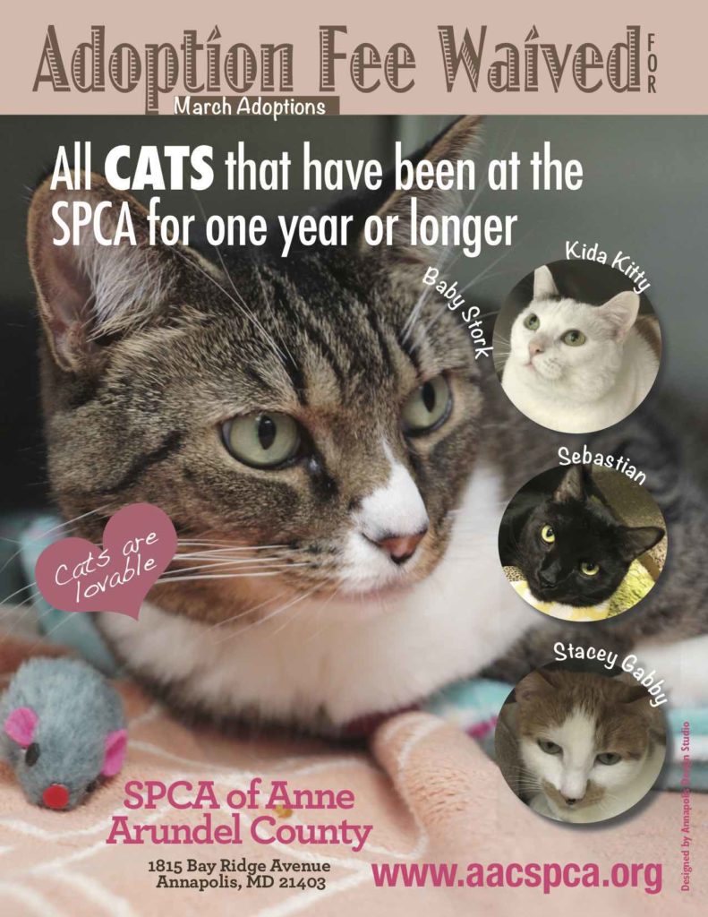 March Adoption Special – SPCA of Anne Arundel County