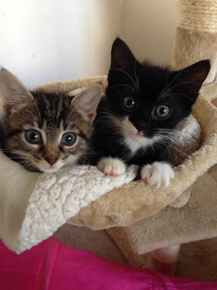  Kittens  SPCA  of Anne Arundel County