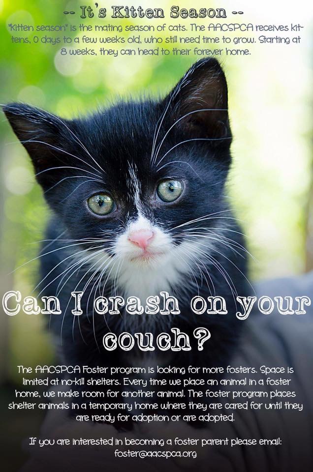 Urgent: Kitten Fosters Needed!