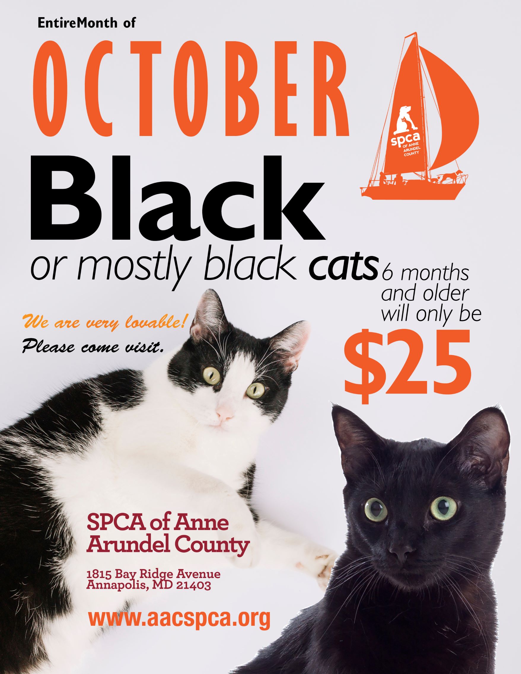 Adopt a Black Cat! SPCA of Anne Arundel County