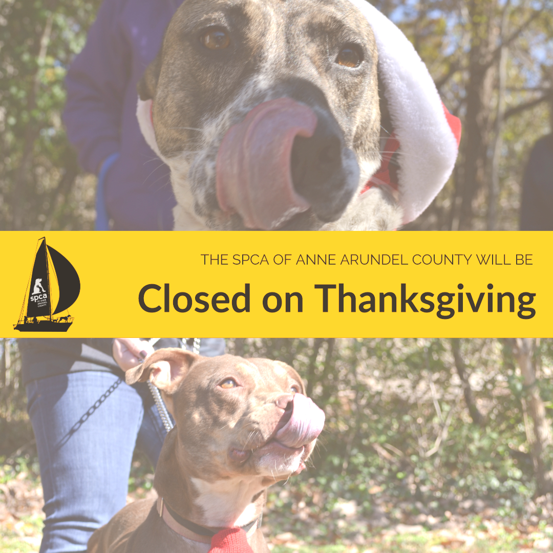 Shelter CLOSED on Thanksgiving