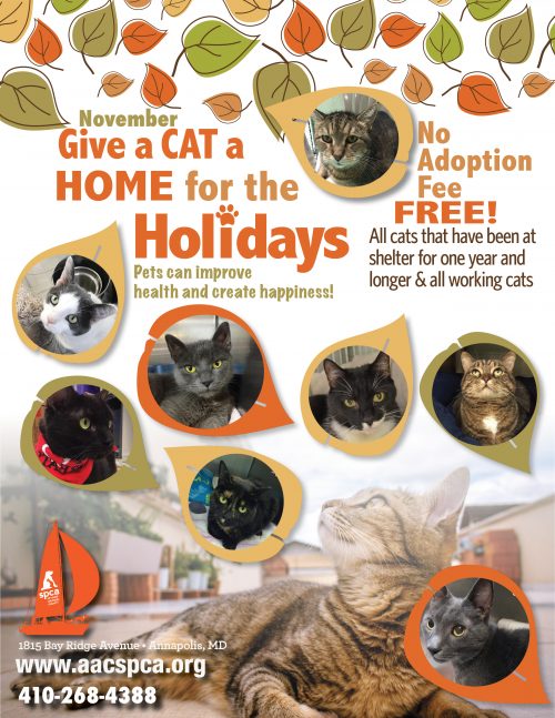 Cats – Home for the Holidays!