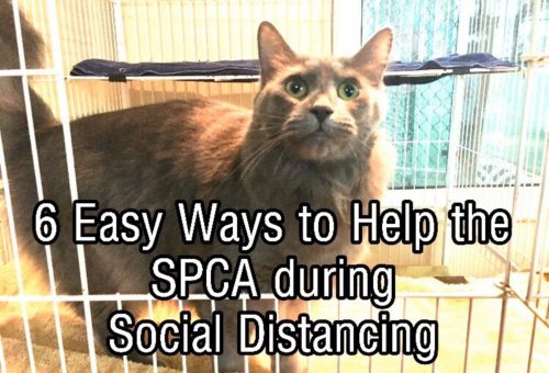 6 Easy Ways to Help the SPCA during Social Distancing