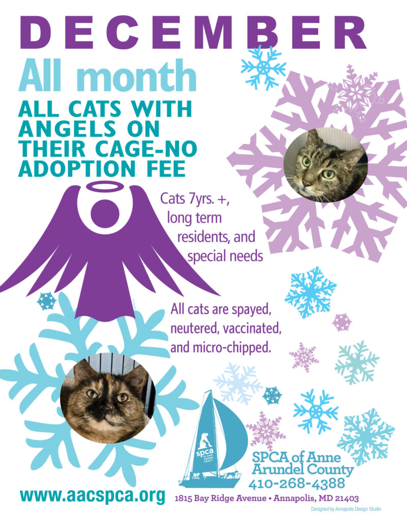 December Cat Adoption Special – 12/1 – 12/31