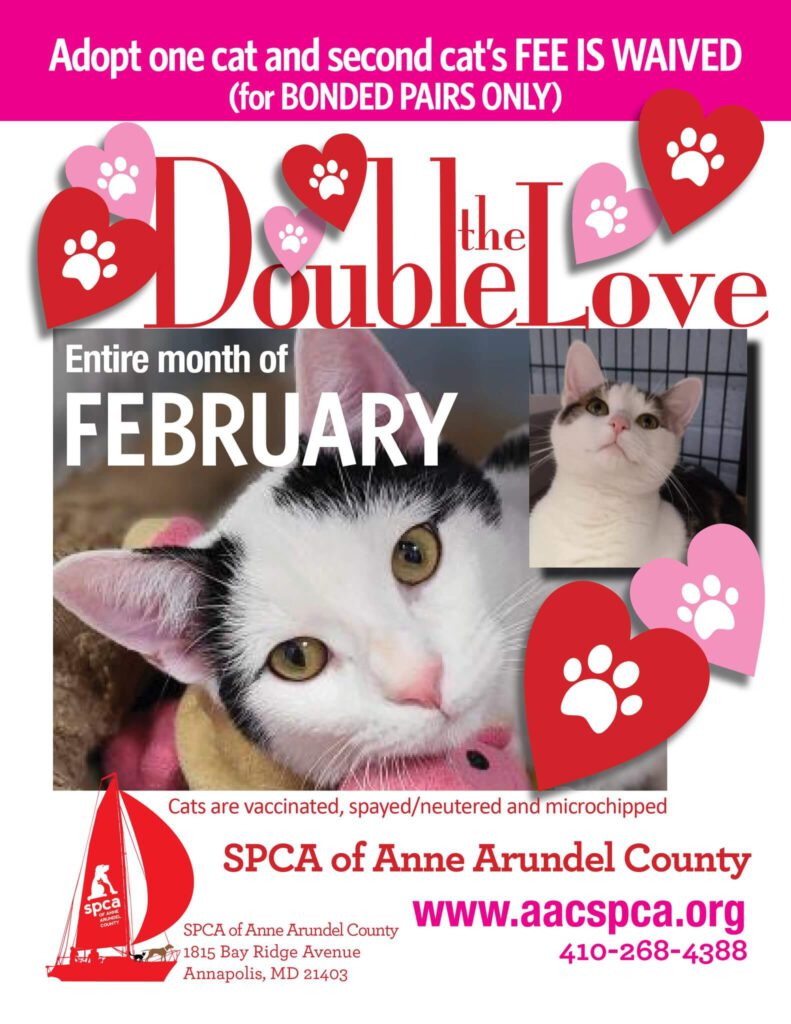 February Cat Adoption Special - 2/1 to 2/28