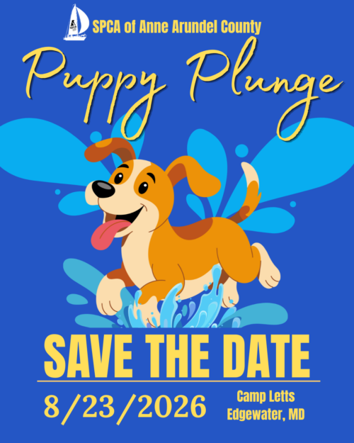 Puppy Plunge Returns