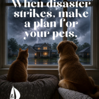 A dog and cat sitting together indoors during a storm, looking out a window as dark clouds and rain appear outside, representing pet safety and disaster preparedness during emergencies.